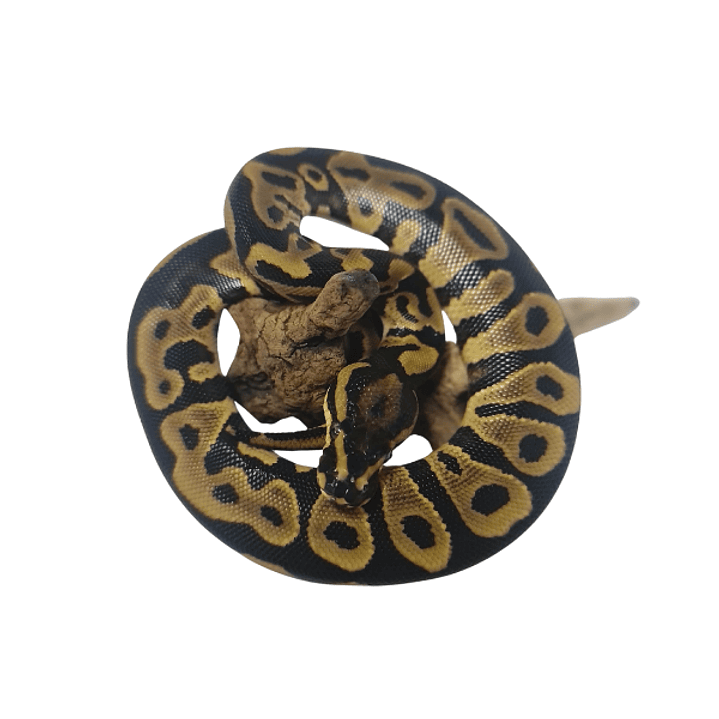 Piton Bola Fase Pastel 3