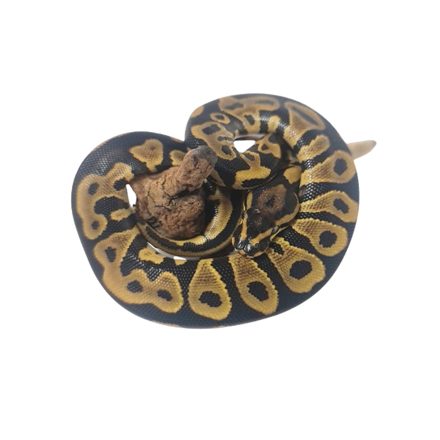 Piton Bola Fase Pastel 4