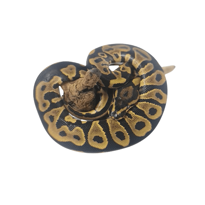 Piton Bola Fase Pastel 4