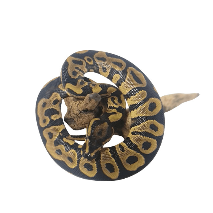 Piton Bola Fase Pastel 6