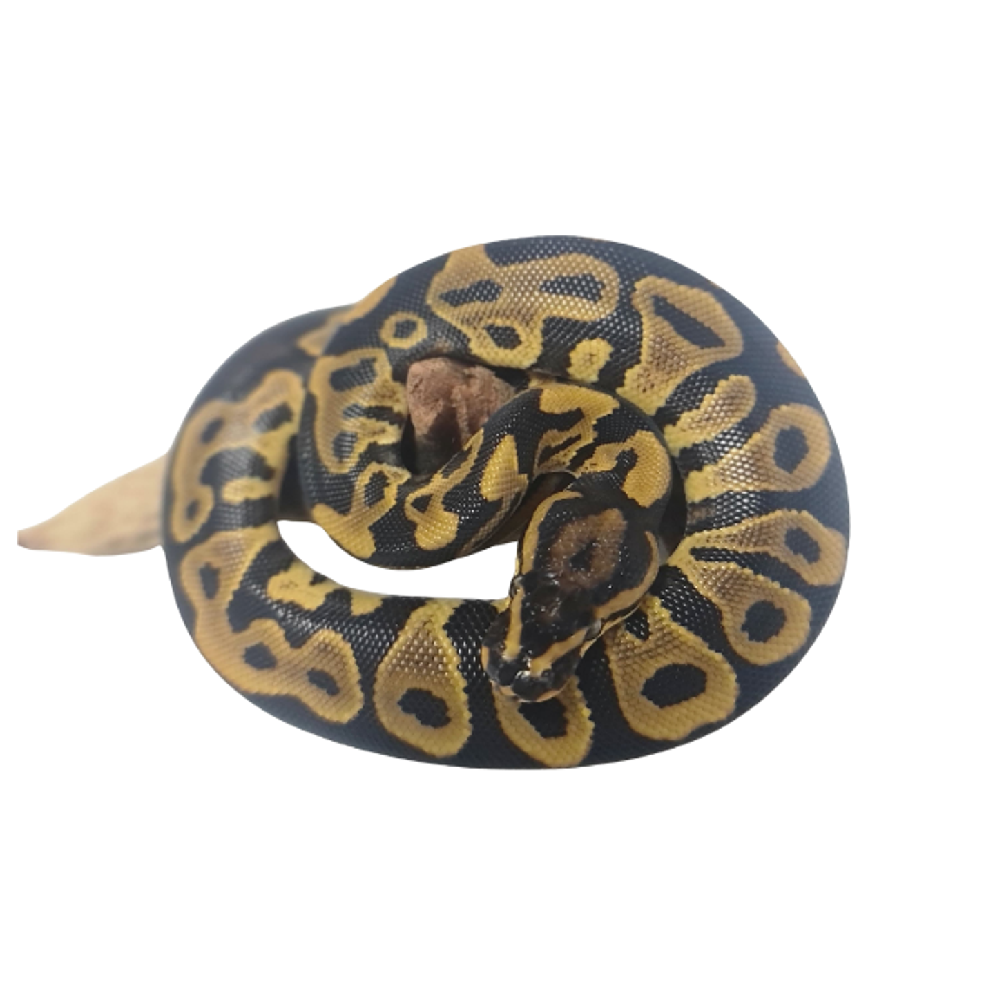 Piton Bola Fase Pastel 2