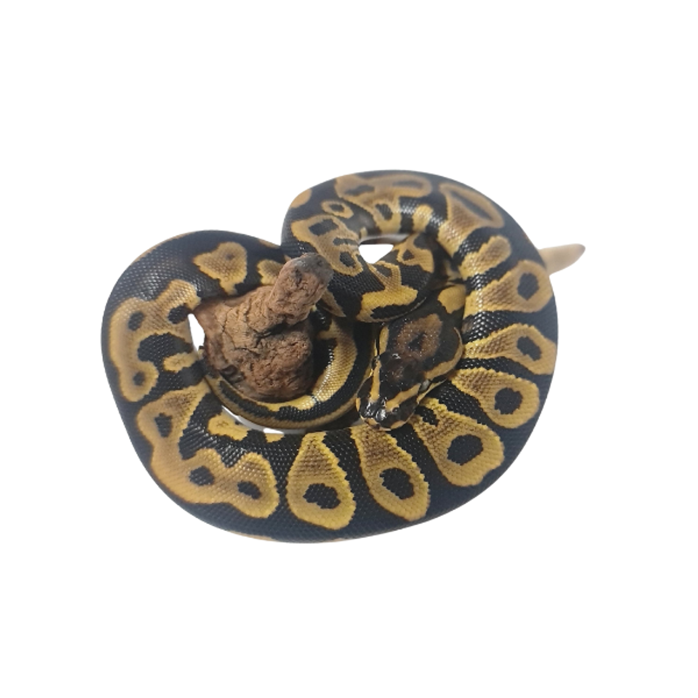 Piton Bola Fase Leopard 1