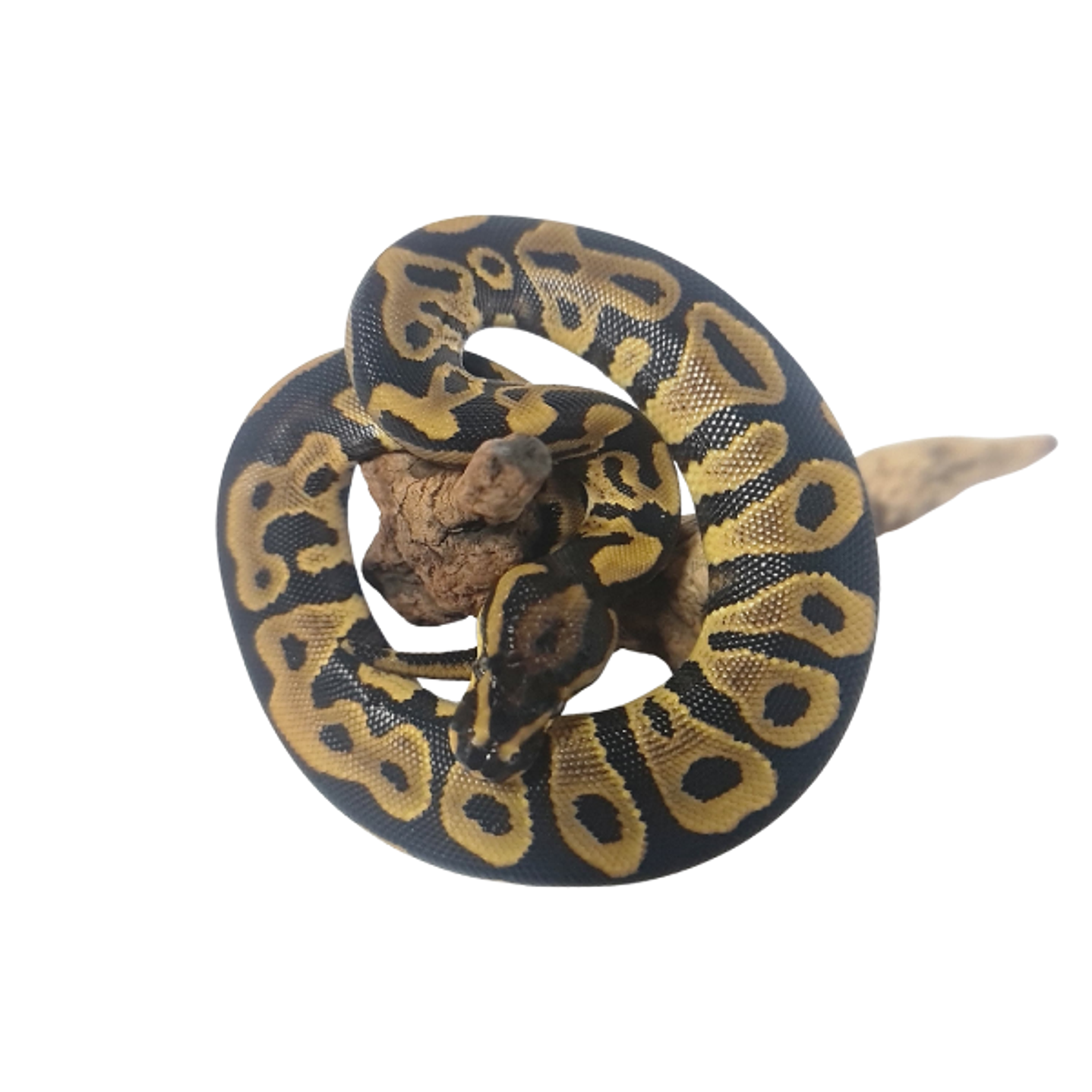 Piton Bola Fase Leopard 2