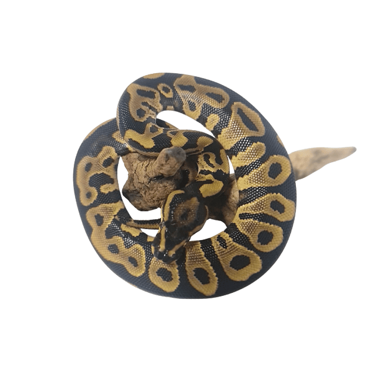 Piton Bola Fase Leopard 2