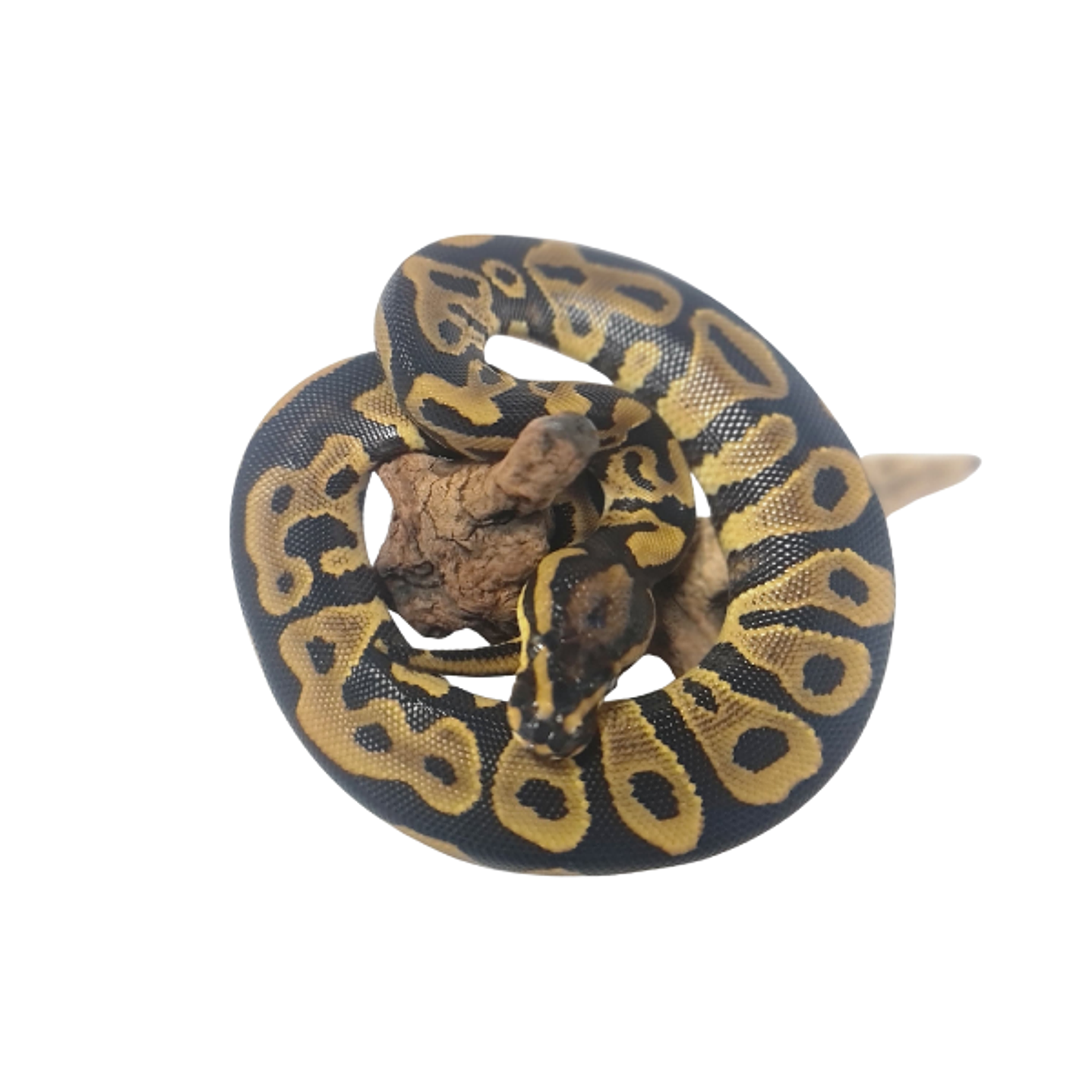 Piton Bola Fase Leopard 3