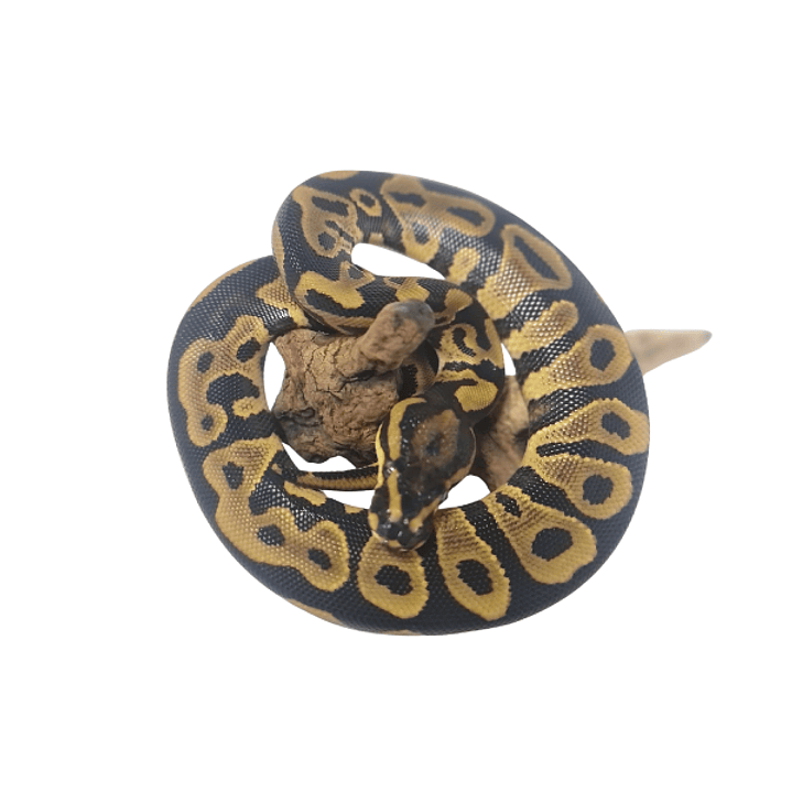 Piton Bola Fase Leopard 3