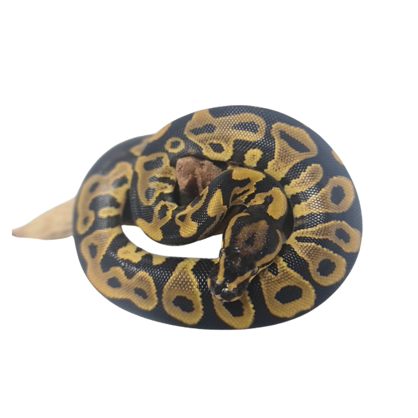 Piton Bola Fase Leopard 4