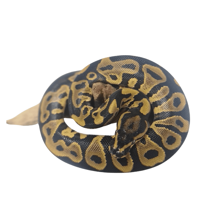 Piton Bola Fase Leopard 4