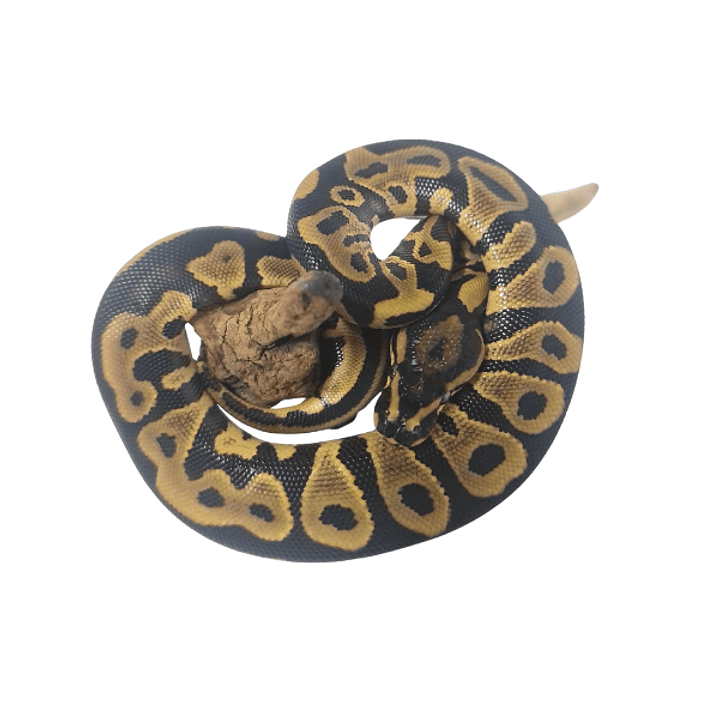 Piton Bola Fase Leopard 5