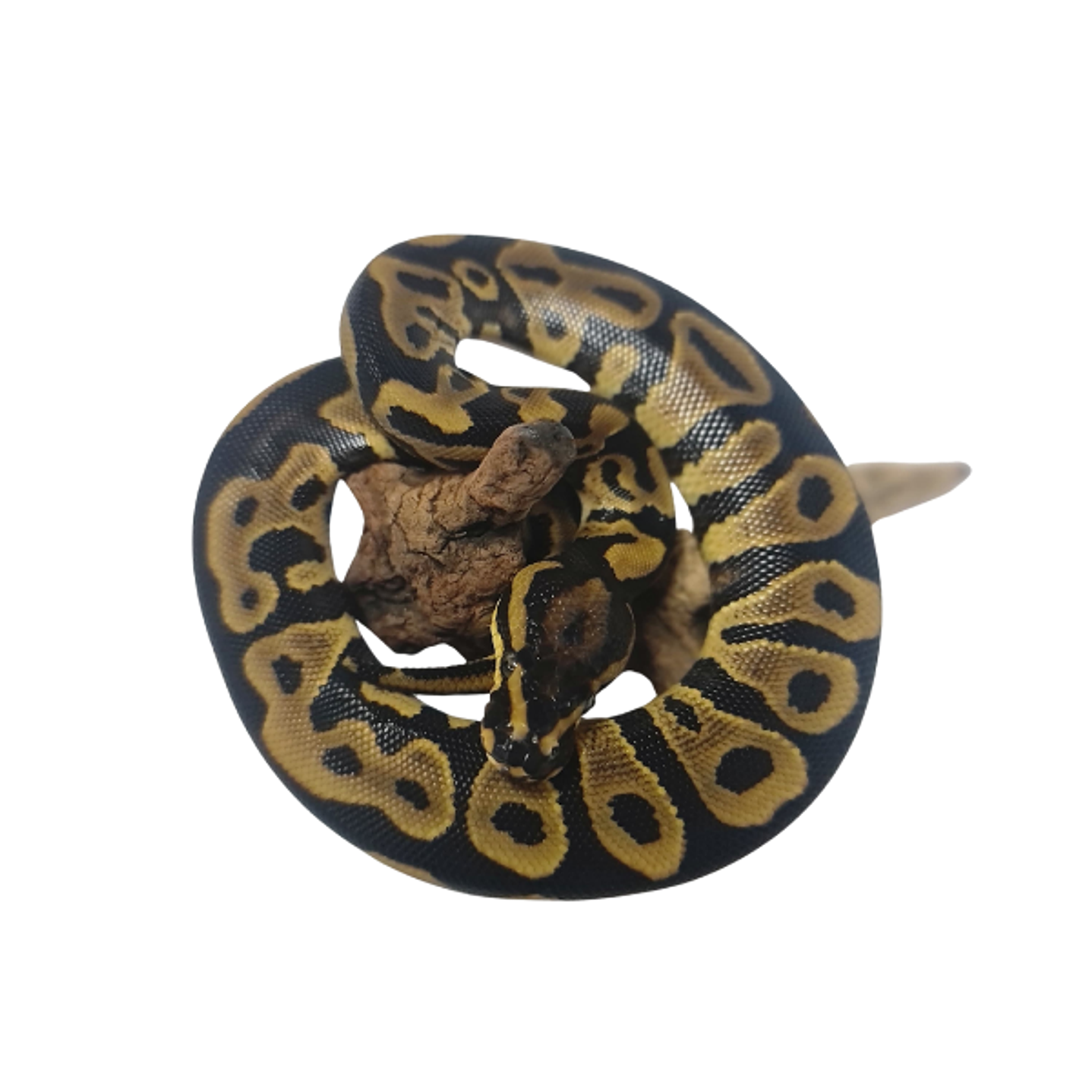 Piton Bola Fase Leopard 6