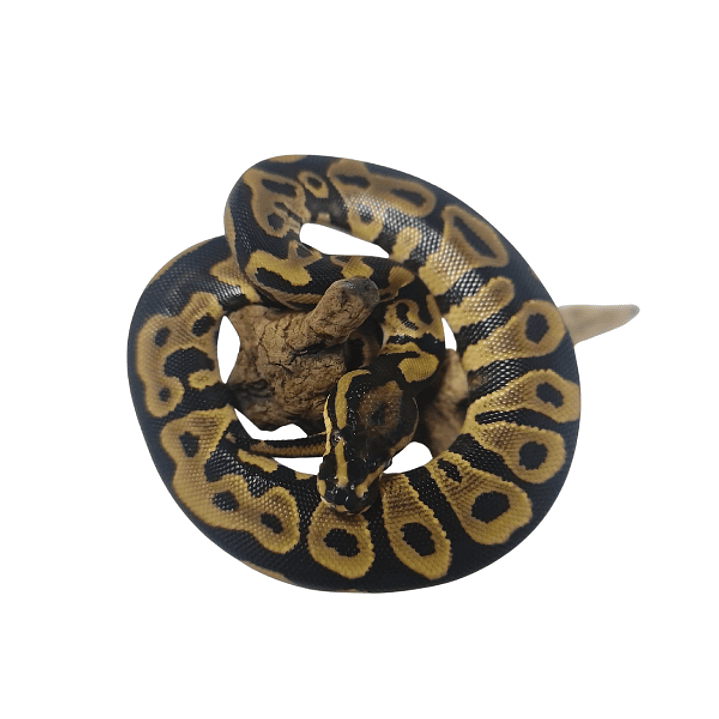 Piton Bola Fase Leopard 6