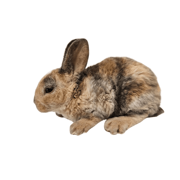 Conejo raza REX 2