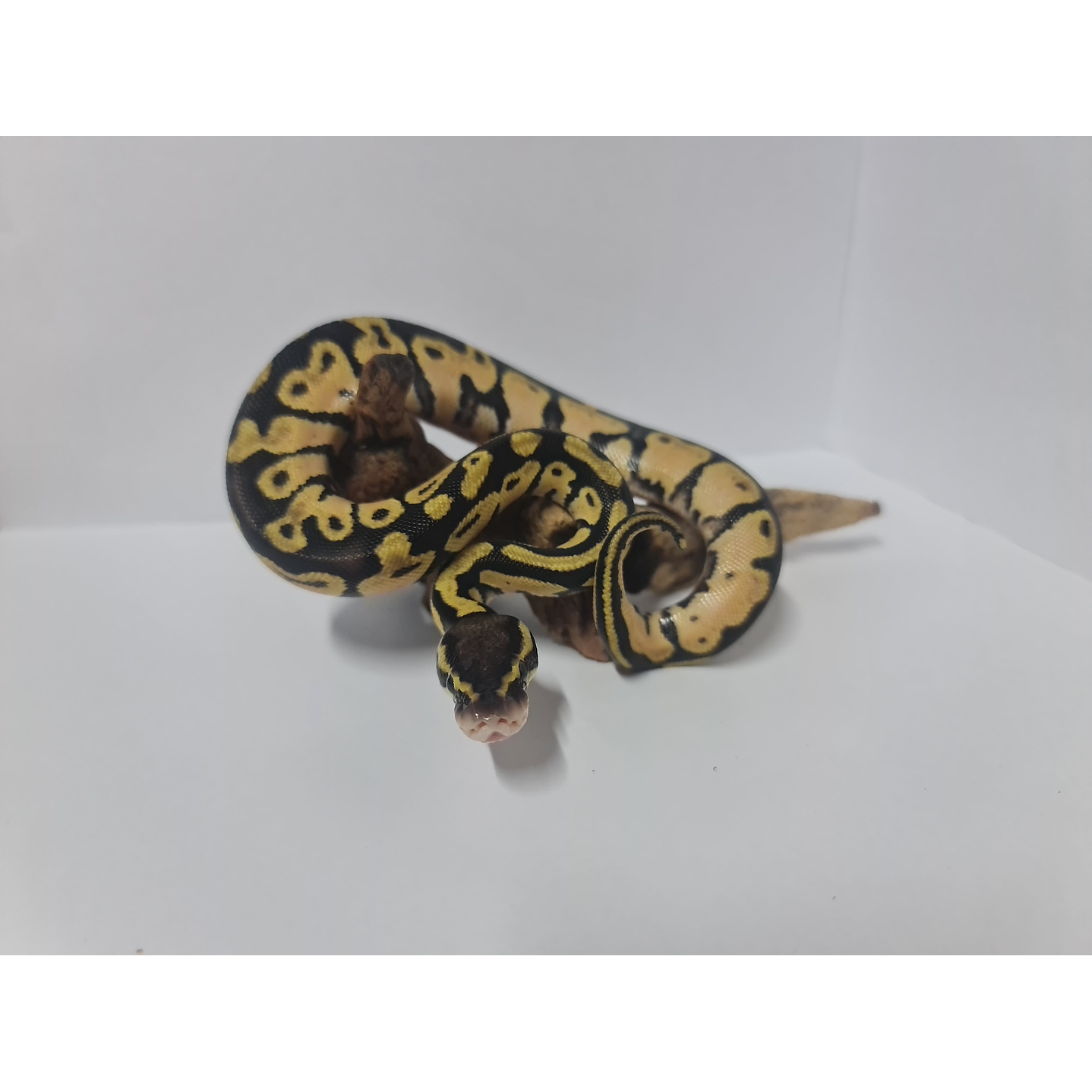 Piton Bola Fase Pastel 1