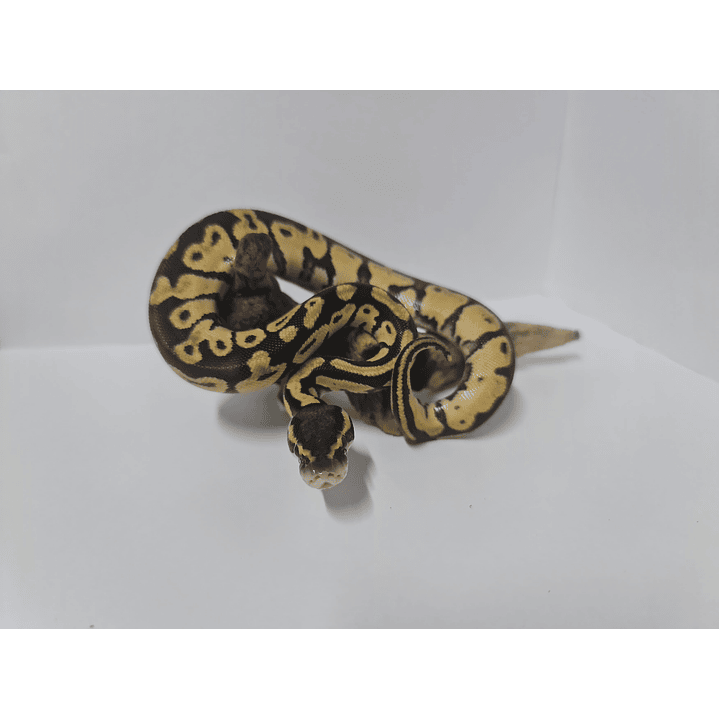 Piton Bola Fase Pastel 1