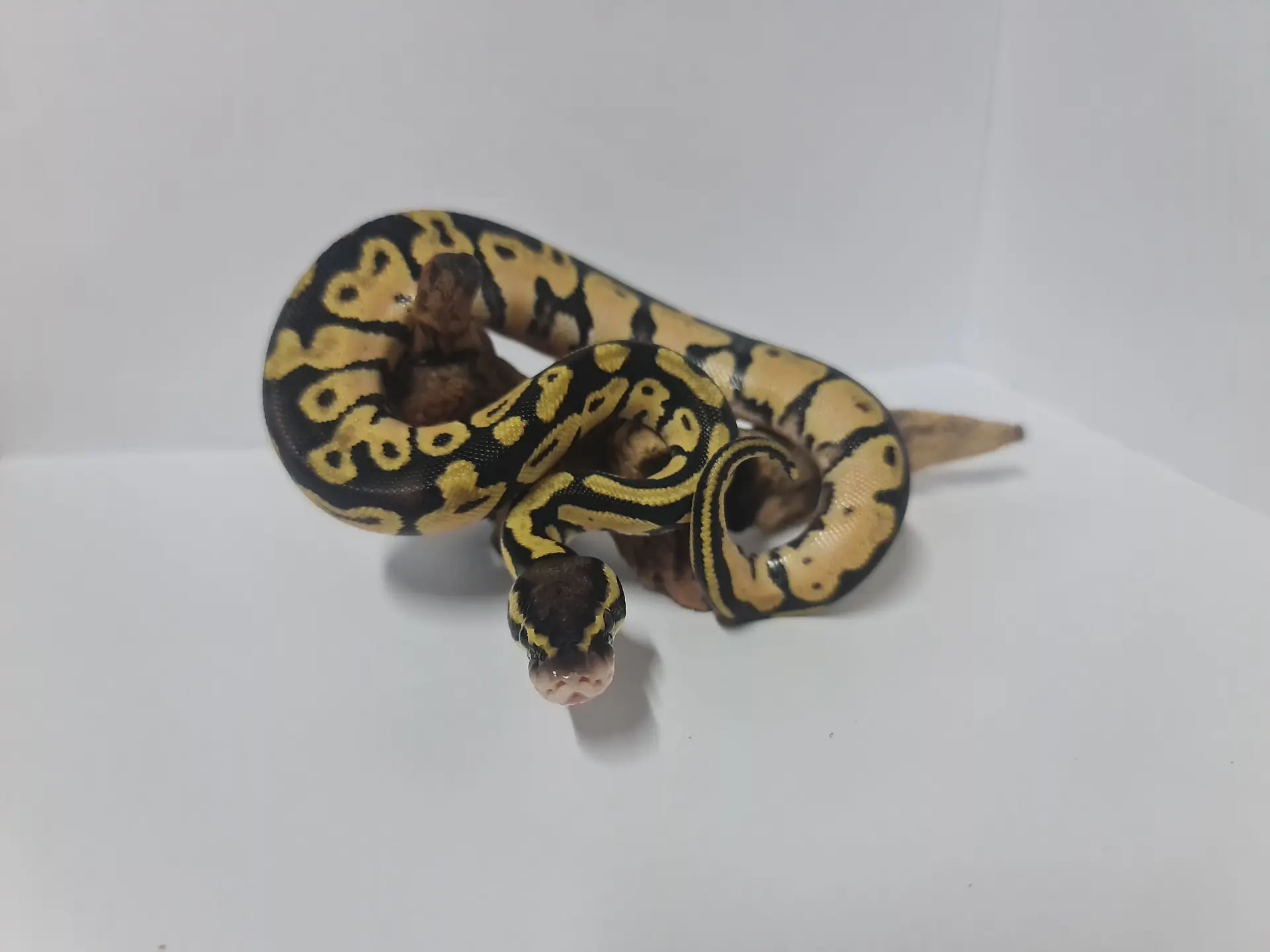 Pitón Bola Fase Pastel 1