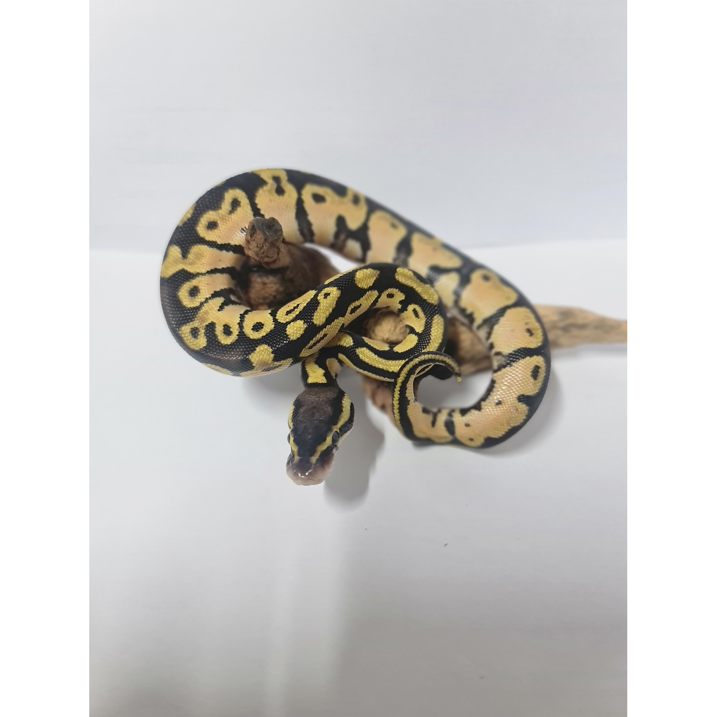 Piton Bola Fase Pastel 2