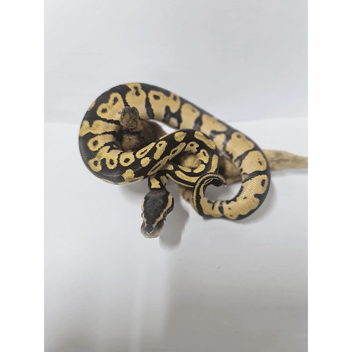 Piton Bola Fase Pastel 2