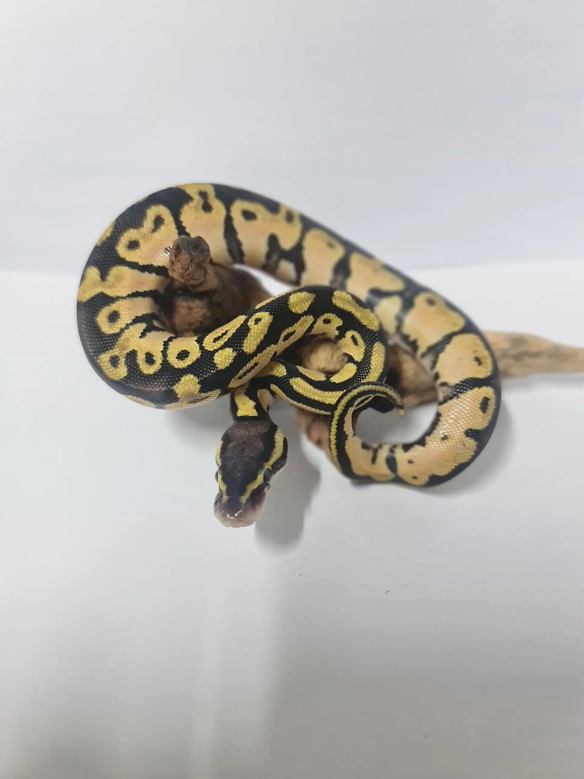 Pitón Bola Fase Pastel 2