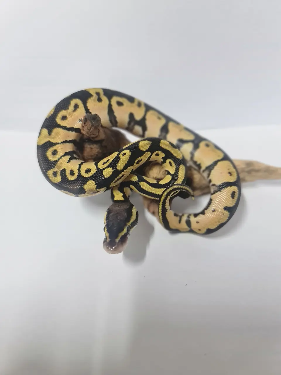 Pitón Bola Fase Pastel 2