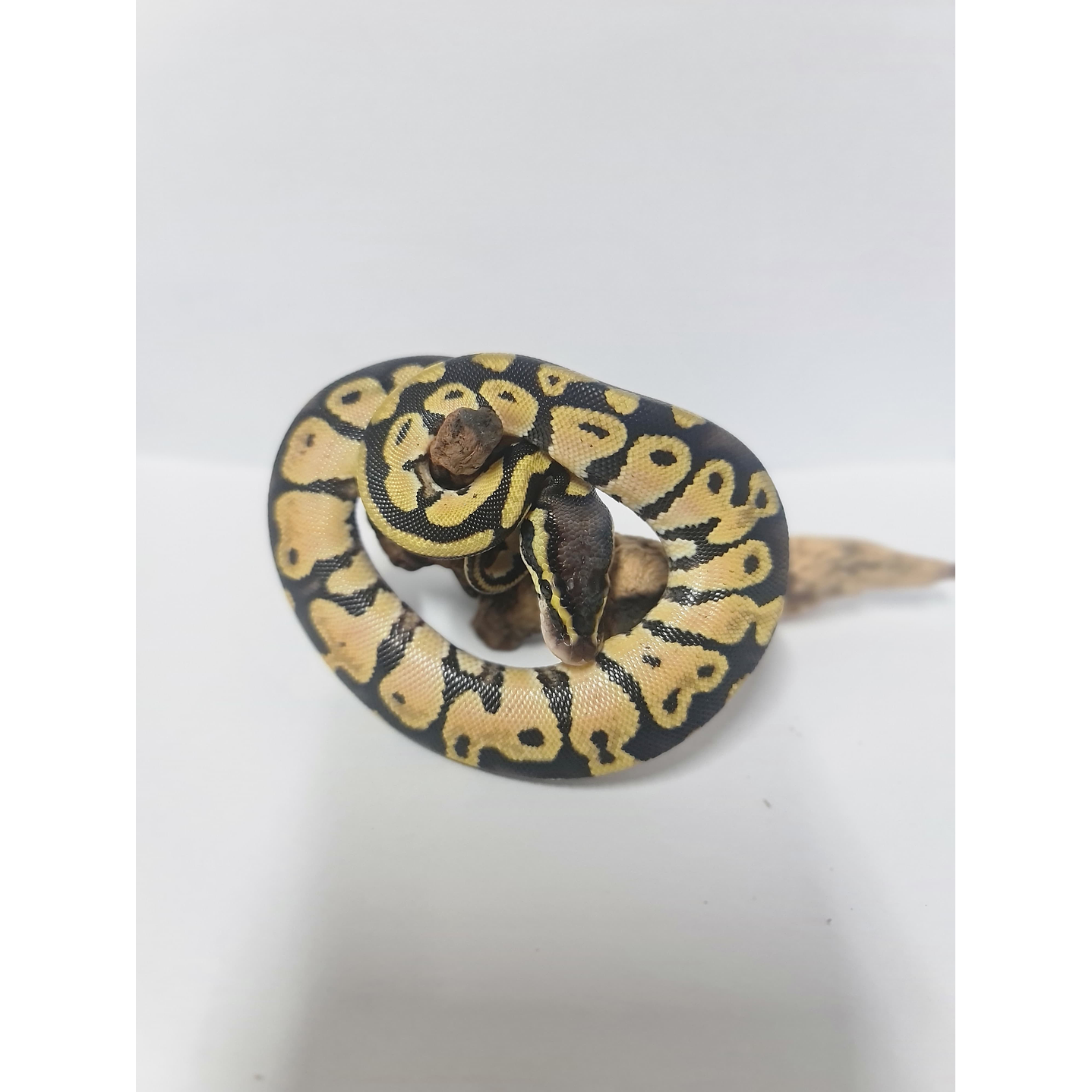 Piton Bola Fase Pastel 3