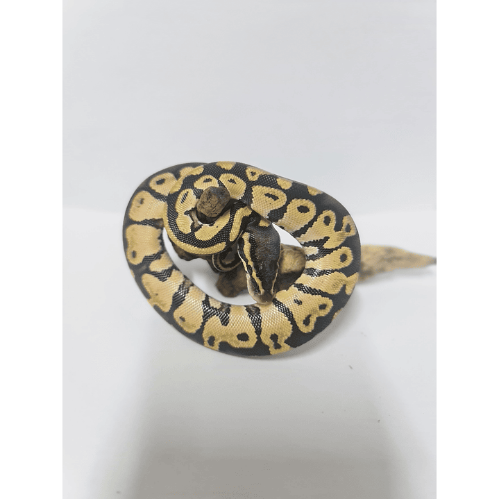 Piton Bola Fase Pastel 3