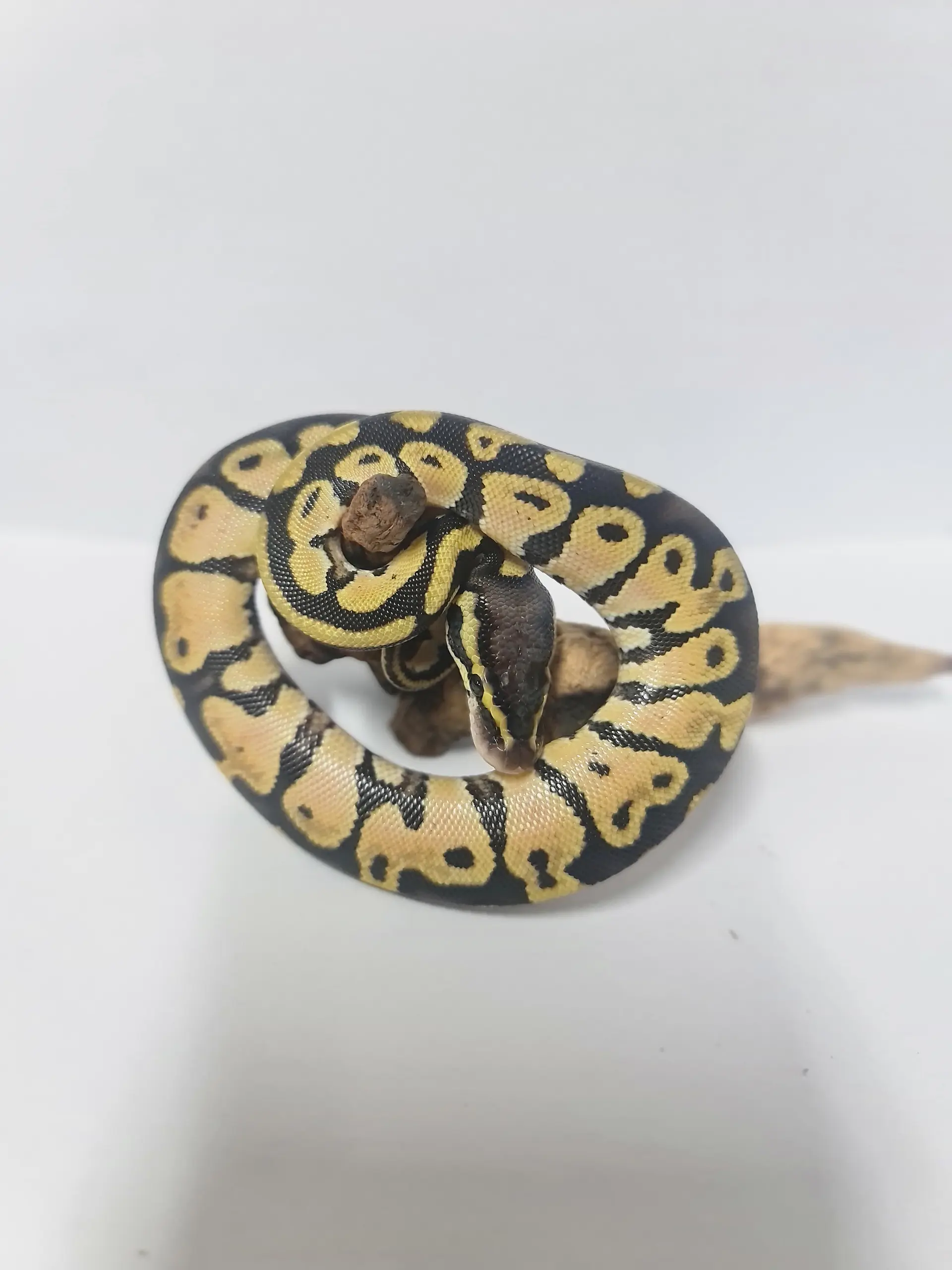 Pitón Bola Fase Pastel 3