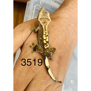 Gecko Crestado (Correlophus ciliatus)