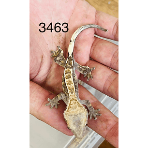 Gecko Crestado (Correlophus ciliatus)