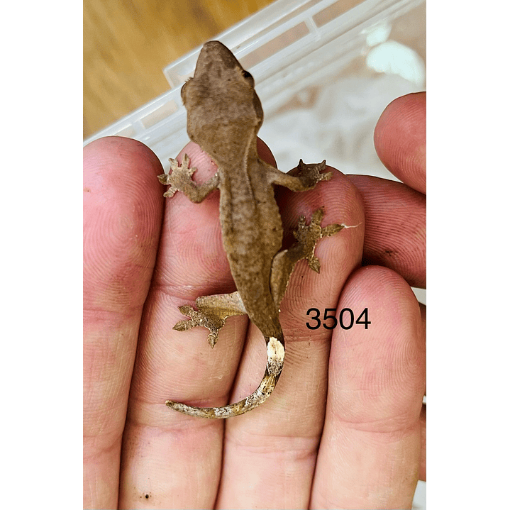 Gecko Crestado (Correlophus ciliatus) 6