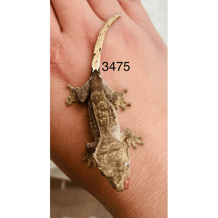 Gecko Crestado (Correlophus ciliatus) 13