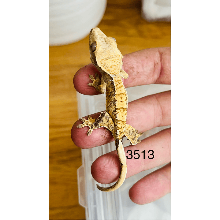 Gecko Crestado (Correlophus ciliatus) 14