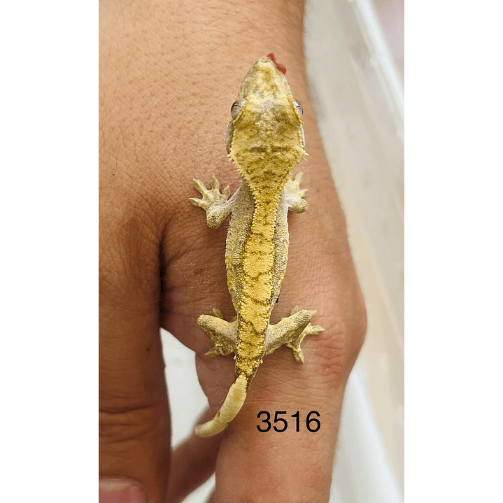 Gecko Crestado (Correlophus ciliatus) 11
