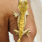 Gecko Crestado (Correlophus ciliatus) - Miniatura 11