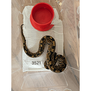 Piton Regius Classic (Ancestral)