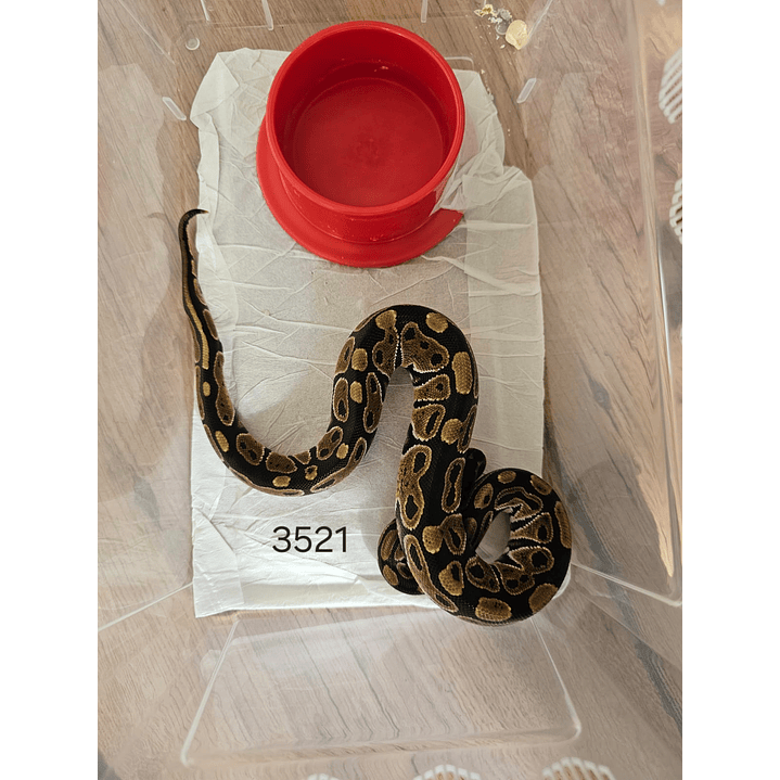 Piton Regius Classic (Ancestral) 1