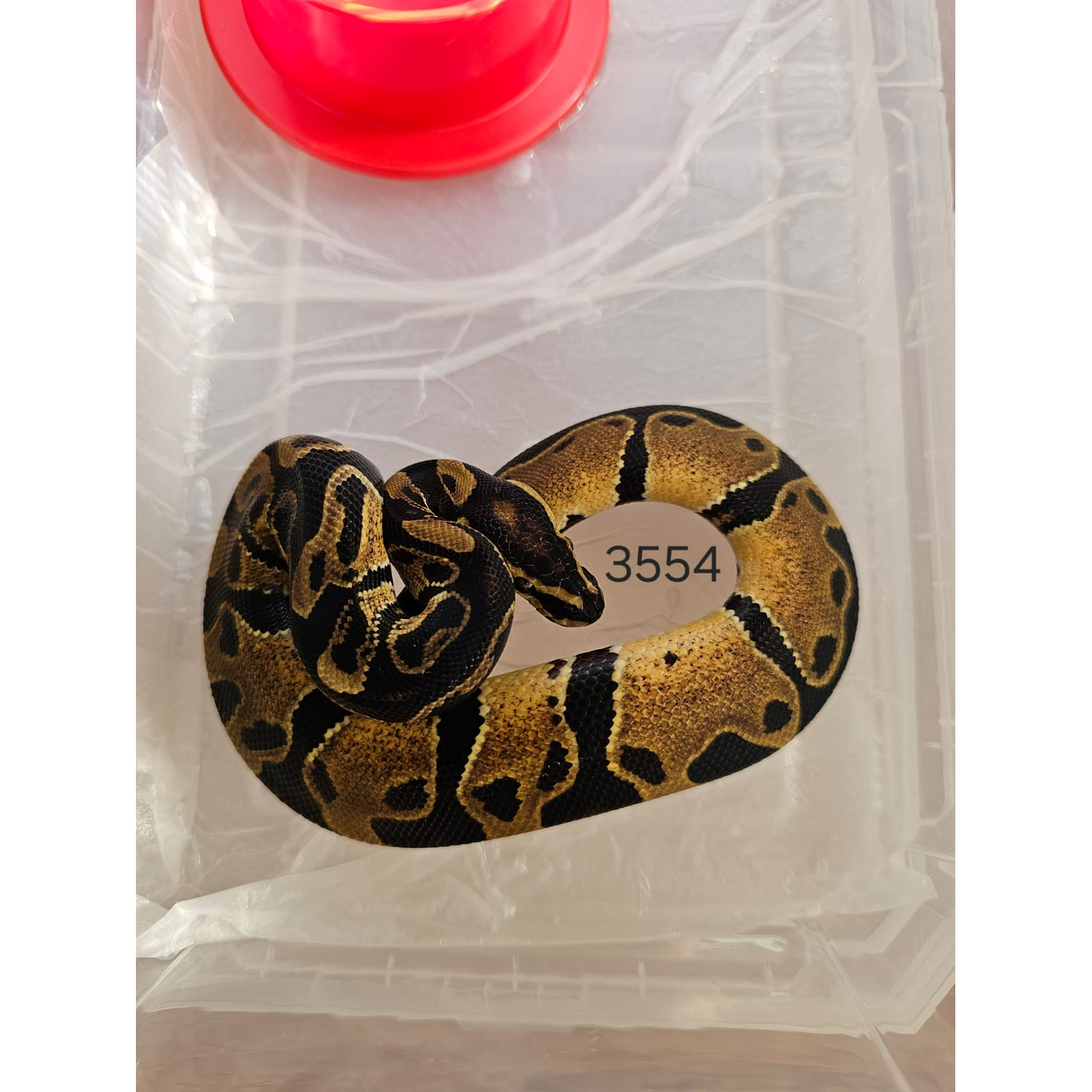 Piton Regius Classic (Ancestral) 2