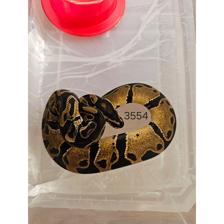 Piton Regius Classic (Ancestral) 2