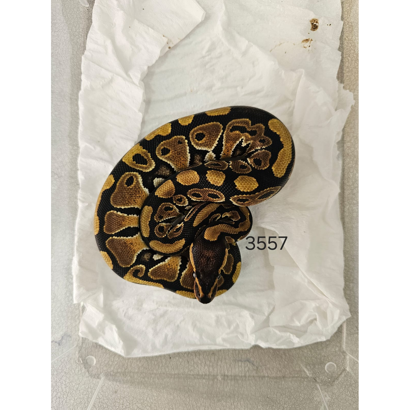 Piton Regius Classic (Ancestral) 3