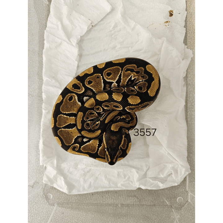 Piton Regius Classic (Ancestral) 3