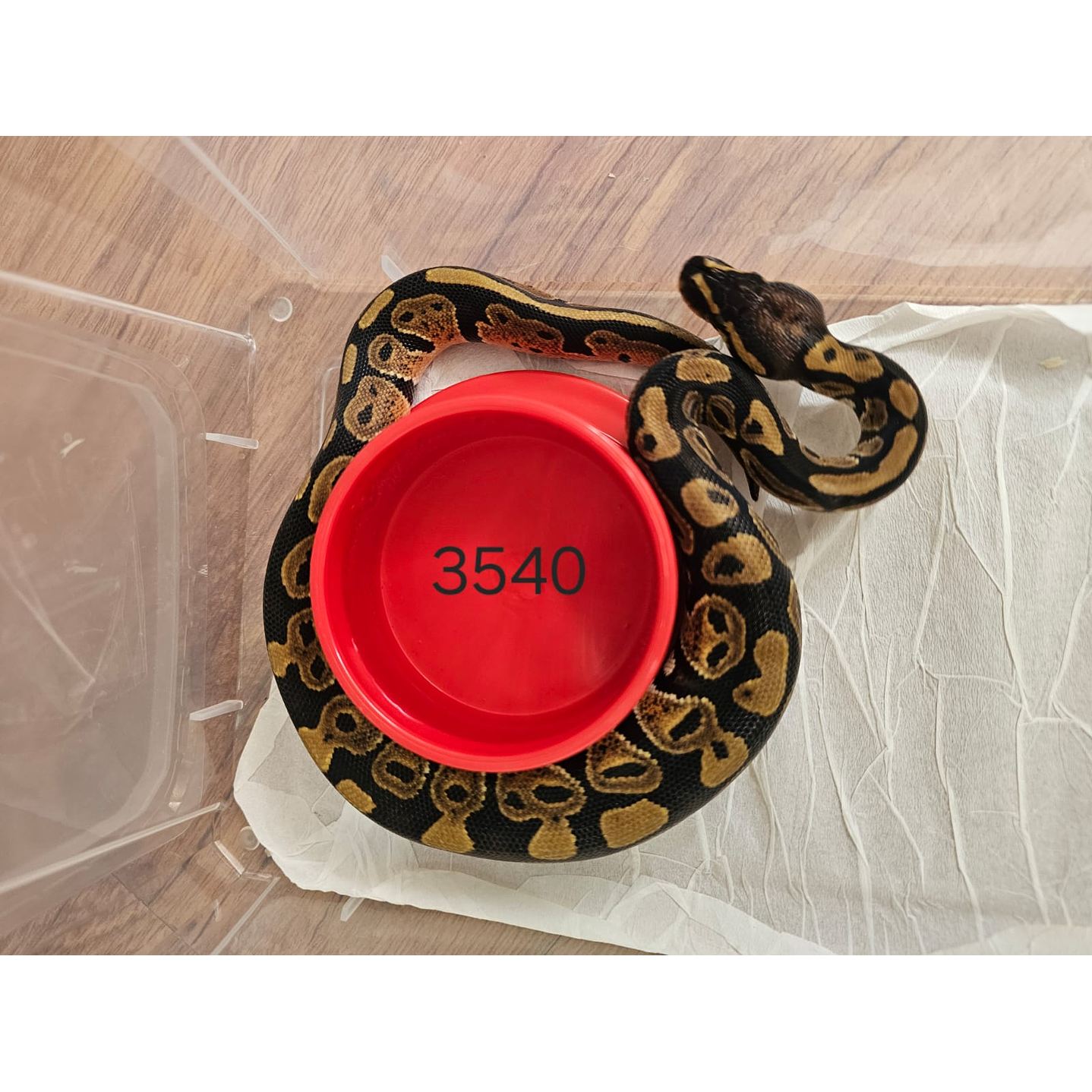 Piton Regius Yellow Belly 1