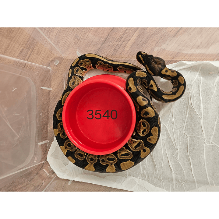 Piton Regius Yellow Belly 1