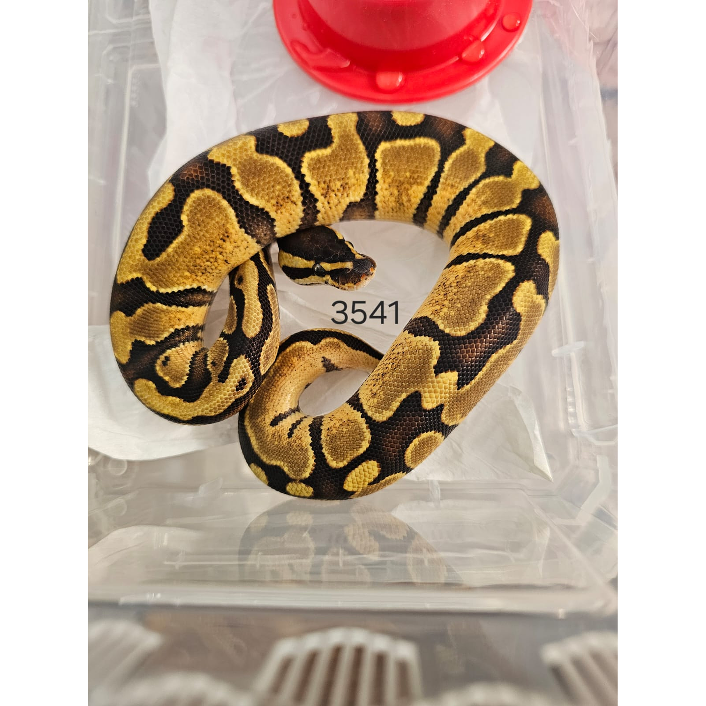 Piton Regius Yellow Belly 2