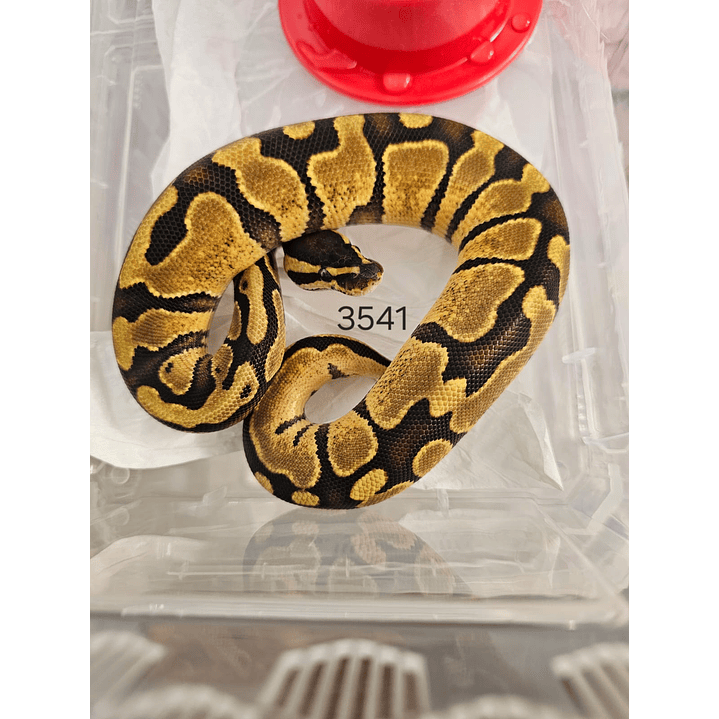 Piton Regius Yellow Belly 2