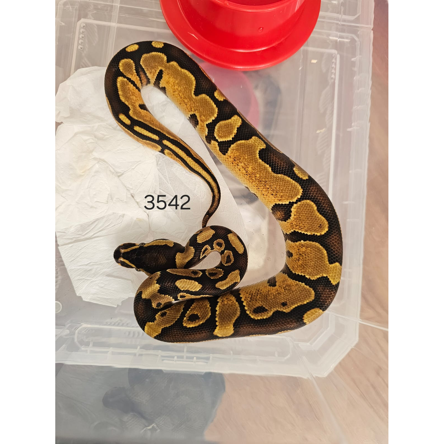 Piton Regius Yellow Belly 3