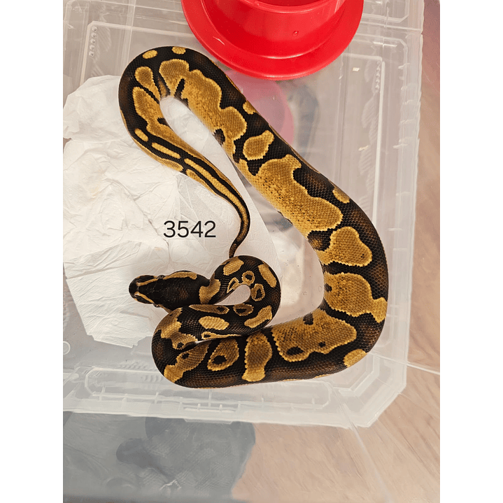 Piton Regius Yellow Belly 3