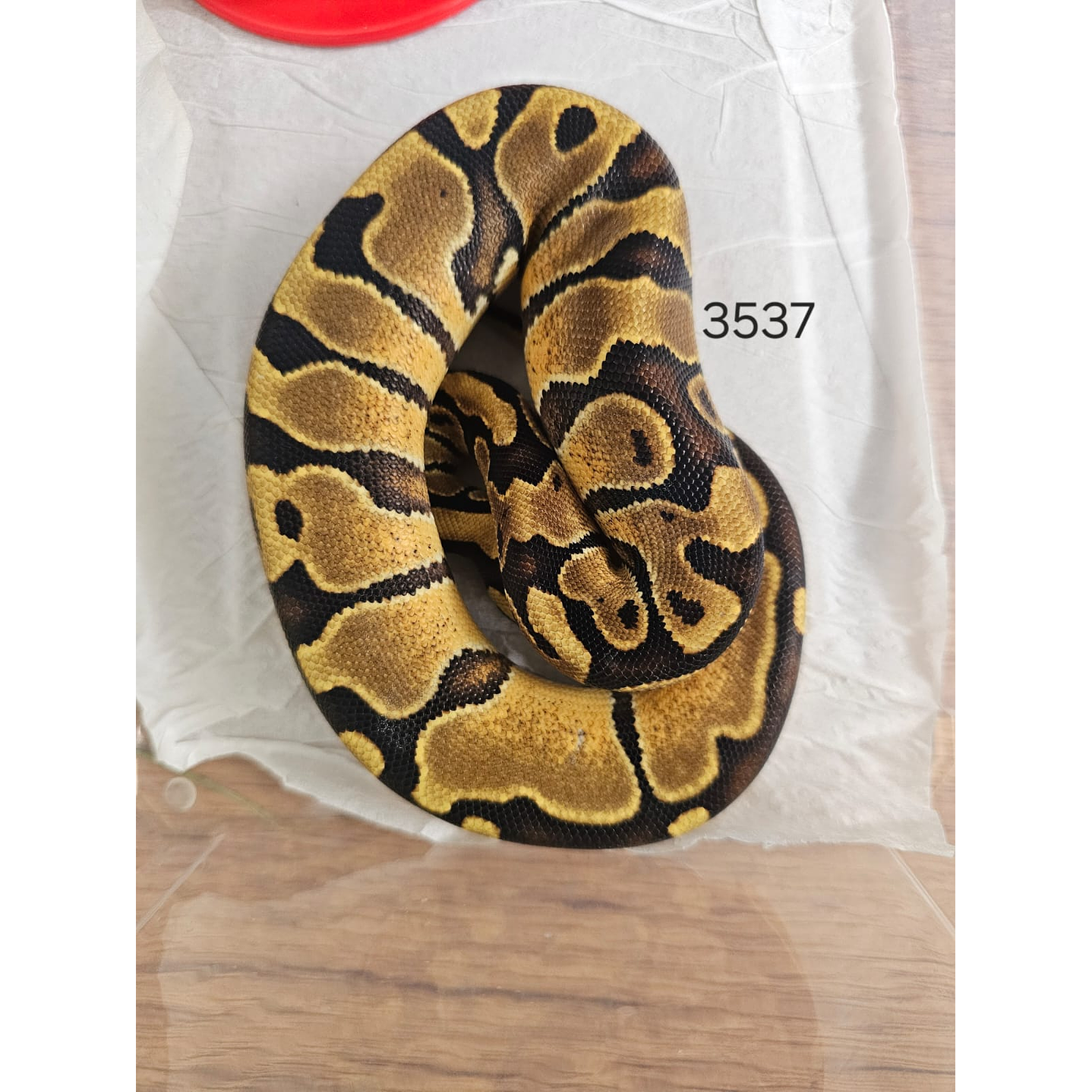 Piton Regius Yellow Belly Asphalt 1