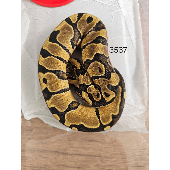 Piton Regius Yellow Belly Asphalt 1