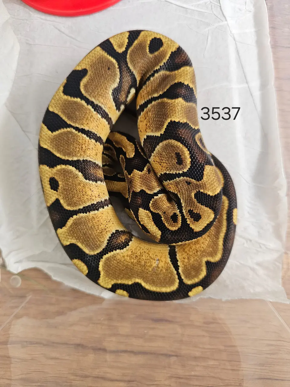 Pitón Regius Yellow Belly Asphalt 1