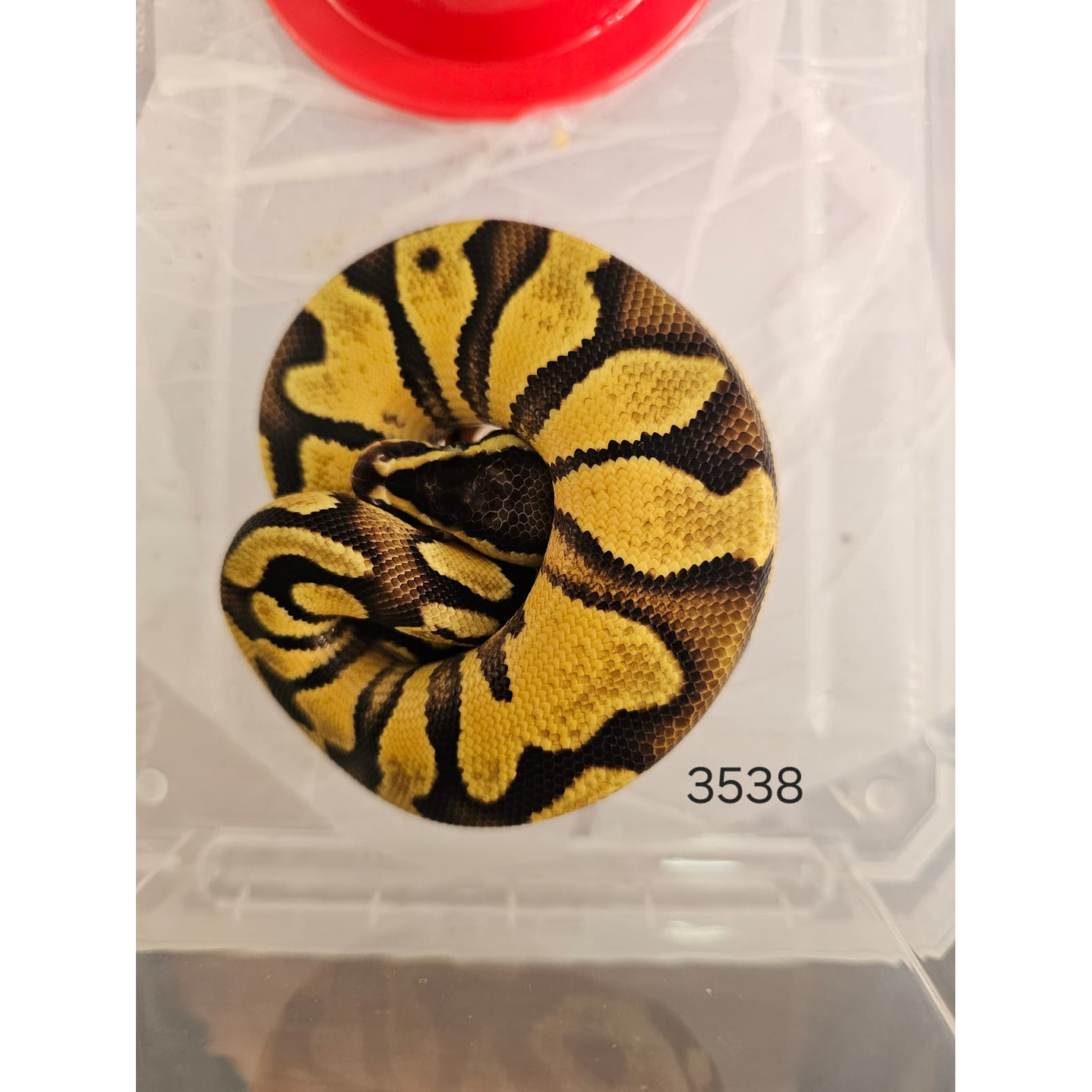 Piton Regius Pastel Enchi Yellow Belly 1