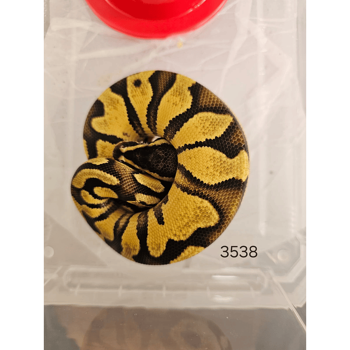 Piton Regius Pastel Enchi Yellow Belly 1
